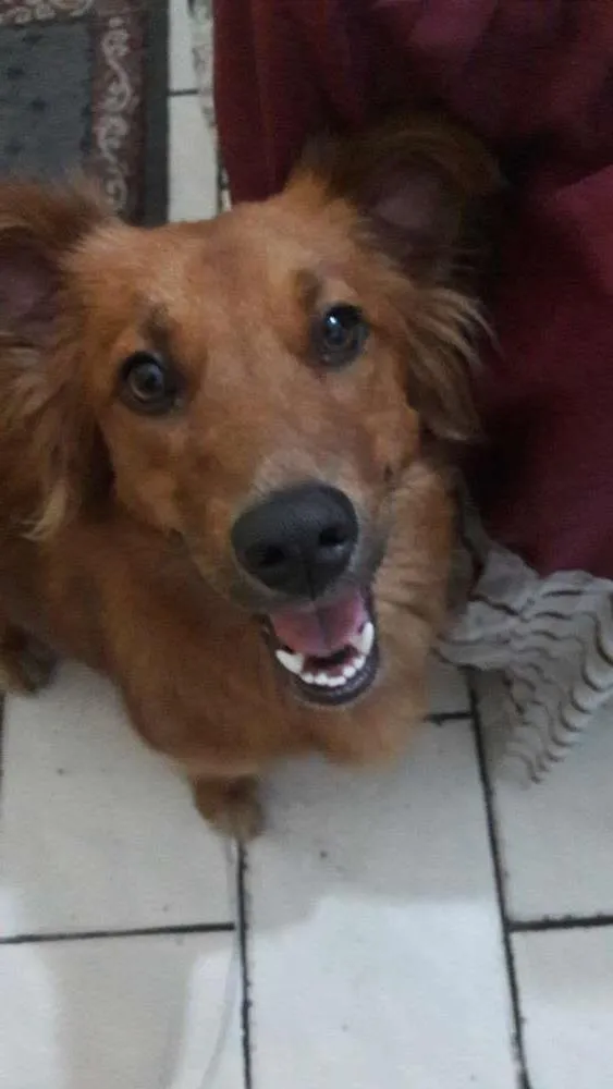 Cachorro ra a Desconhecida  idade 1 ano nome Duquesa 
