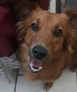 Cachorro raça Desconhecida  idade 1 ano nome Duquesa 