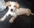 Branquelo