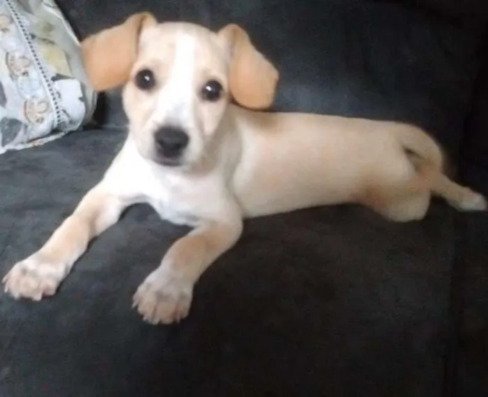 Cachorro ra a Vira-Lata idade 2 a 6 meses nome Branquelo