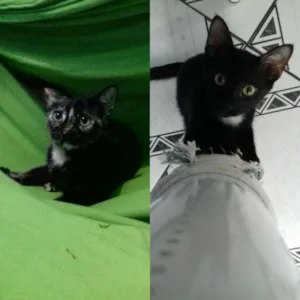Gato raça Vira-lata  idade 2 a 6 meses nome Jackson e Chita