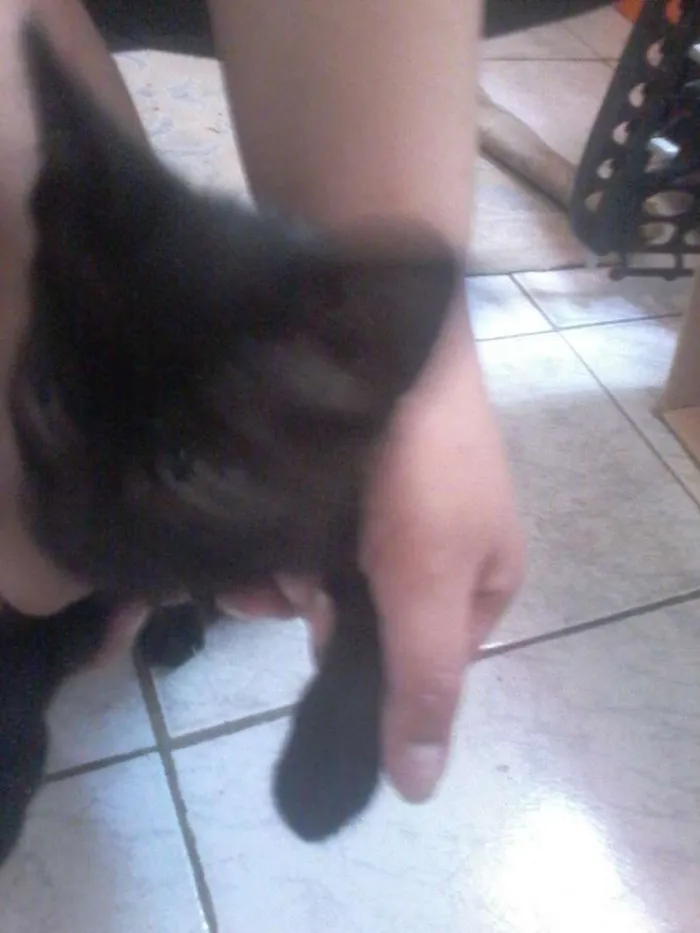 Gato ra a nd idade 1 ano nome mel