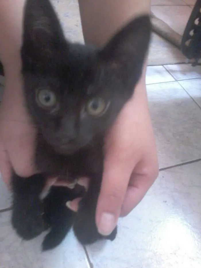 Gato ra a nd idade 1 ano nome mel