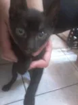 mel