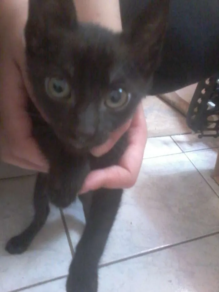Gato ra a nd idade 1 ano nome mel