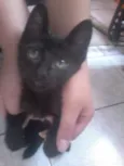 mel