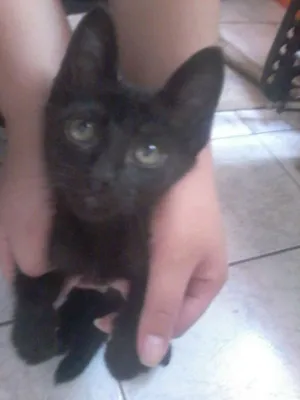 Gato raça nd idade 1 ano nome mel