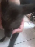 mel