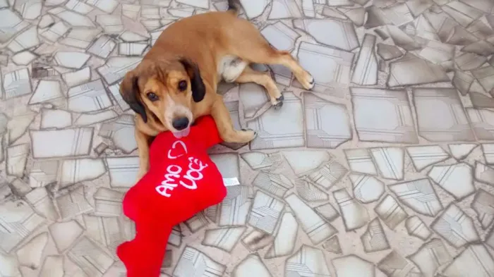 Cachorro ra a beagle idade 6 ou mais anos nome Jhow