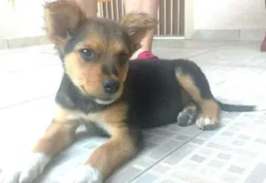 Cachorro raça  idade 2 a 6 meses nome Maic