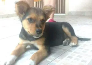 Cachorro raça  idade 2 a 6 meses nome Maic