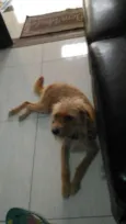Belinha