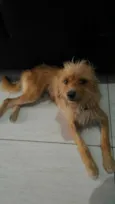 Belinha