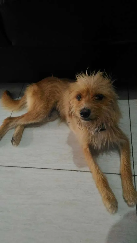 Cachorro raça Vira lata idade 1 ano nome Belinha