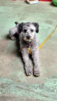 Totó