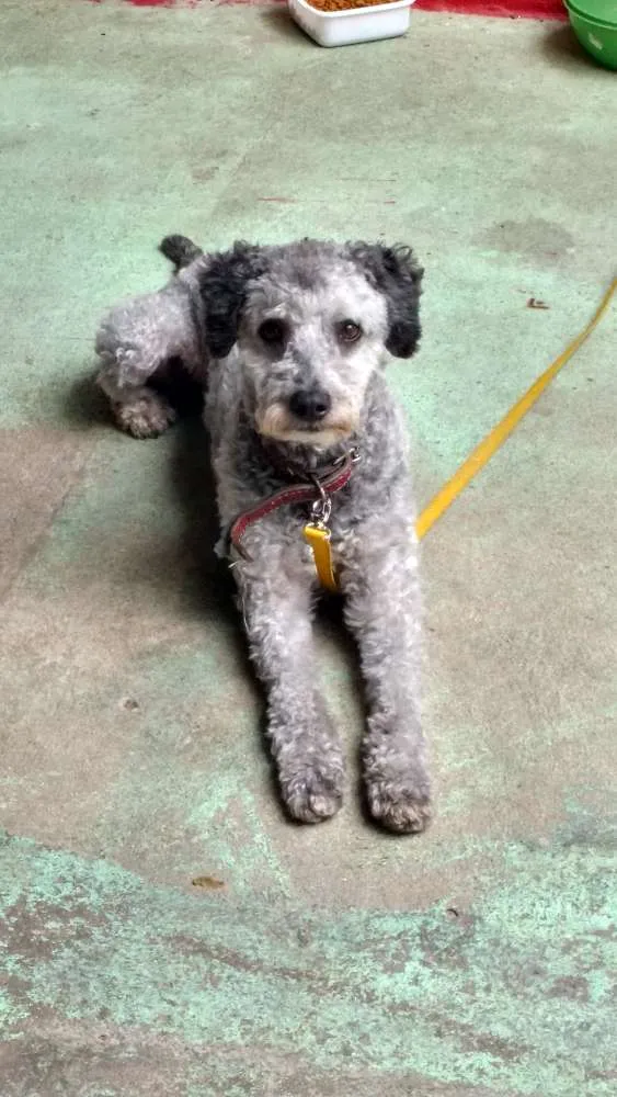Cachorro ra a Poodle idade 2 anos nome Totó