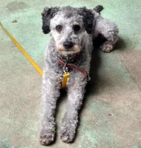Cachorro ra a Poodle idade 2 anos nome Totó