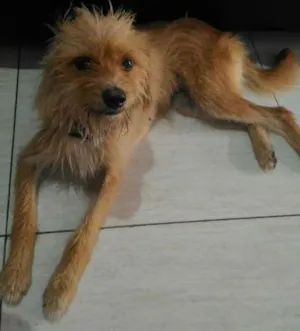 Cachorro raça Vira lata idade 1 ano nome Belinha