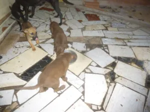 Cachorro raça mestiços com pastor idade 2 a 6 meses nome não tem nomes