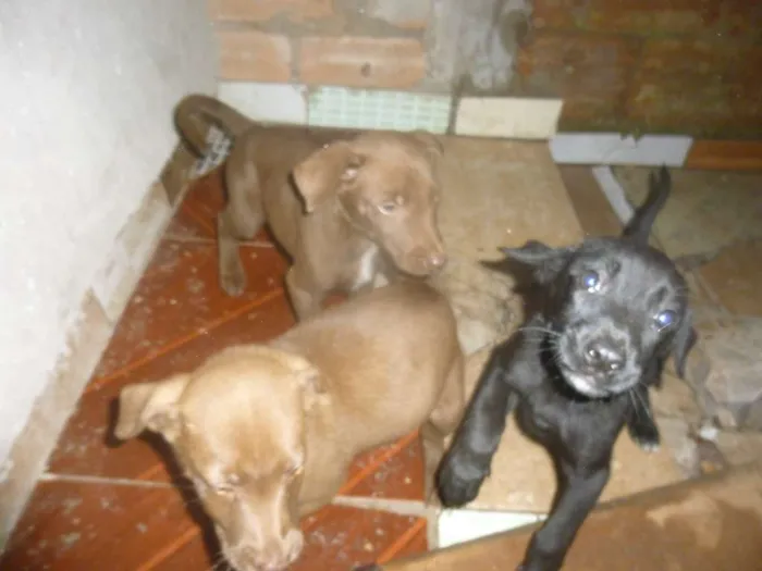 Cachorro raça mestiços com pastor idade 2 a 6 meses nome não tem nomes