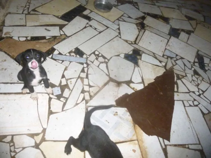 Cachorro raça mestiços com pastor idade 2 a 6 meses nome não tem nomes