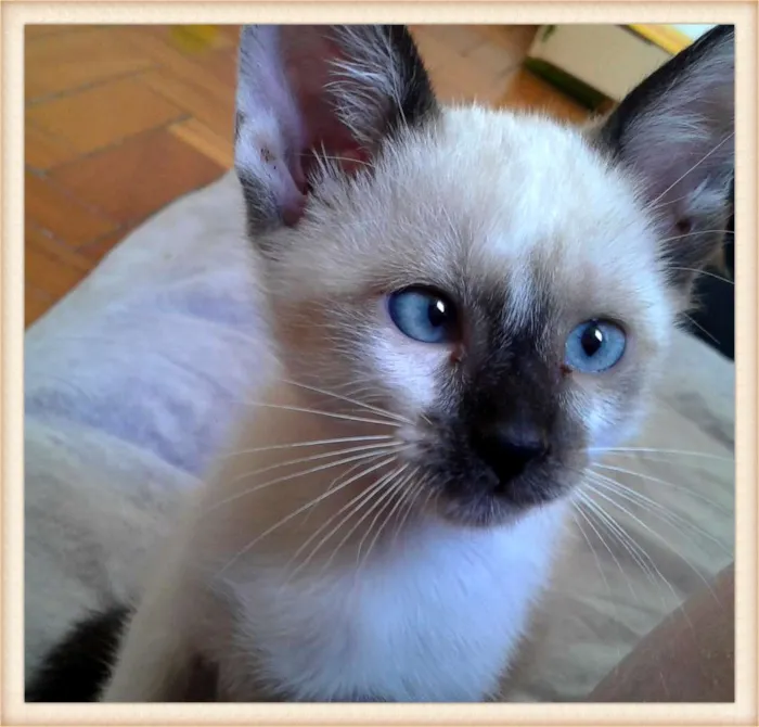 Gato ra a SRD idade 2 a 6 meses nome SHY
