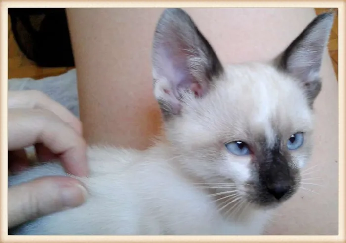 Gato ra a SRD idade 2 a 6 meses nome SHY