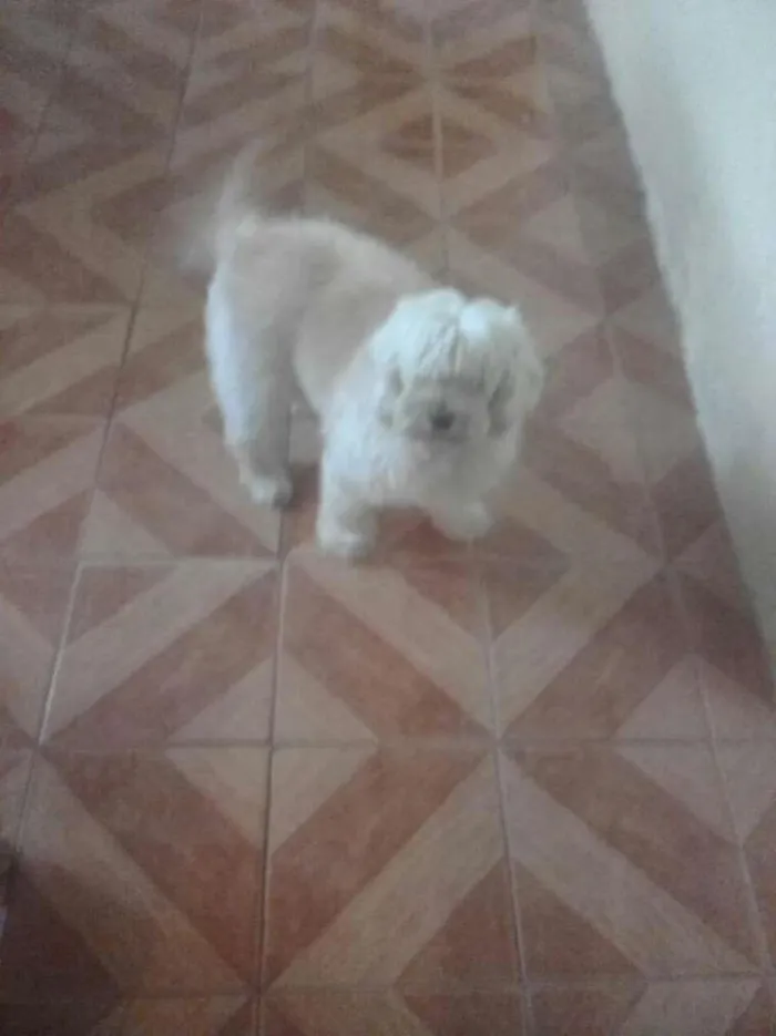 Cachorro ra a mestiço idade 3 anos nome SALOMAO