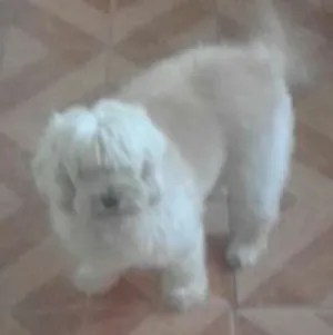 Cachorro raça mestiço idade 3 anos nome SALOMAO