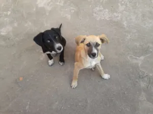 Cachorro raça  idade 2 a 6 meses nome sem nome