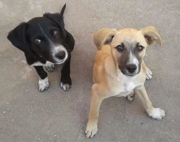 Cachorro raça  idade 2 a 6 meses nome sem nome