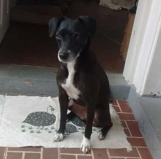 Cachorro ra a Vira lata/SRD idade 2 anos nome Dandara