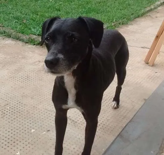 Cachorro ra a Vira lata/SRD idade 2 anos nome Dandara
