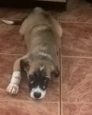 Cachorro raça SRD idade 2 a 6 meses nome Fred