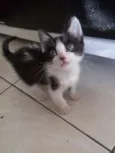 Leia