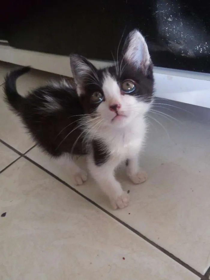 Gato ra a  idade Abaixo de 2 meses nome Leia