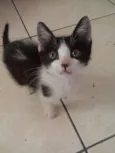 Leia