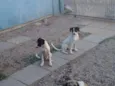Flecha