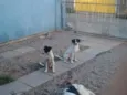 Flecha
