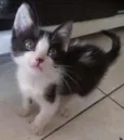 Leia