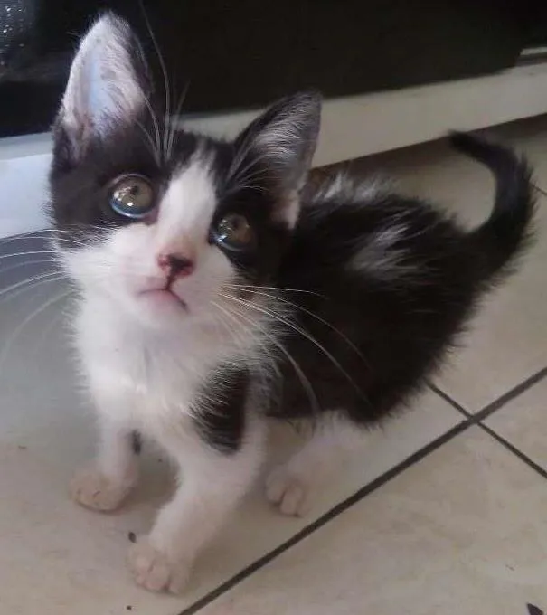 Gato ra a  idade Abaixo de 2 meses nome Leia