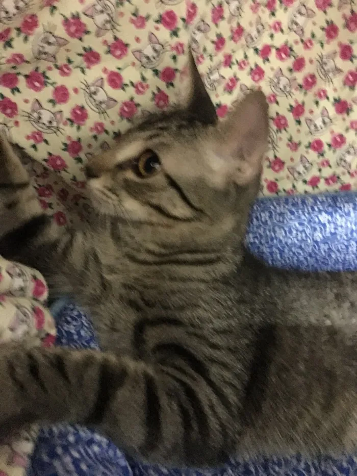 Gato ra a SRD idade 2 a 6 meses nome Pacato