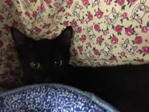 Gato raça SRD idade 2 a 6 meses nome Benjamin 