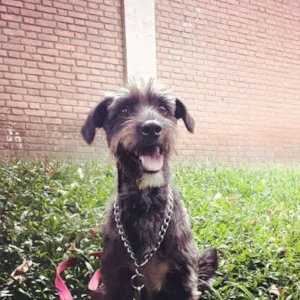 Cachorro raça Vira-Lata idade 4 anos nome Akira