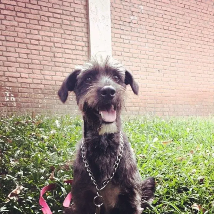 Cachorro ra a Vira-Lata idade 4 anos nome Akira