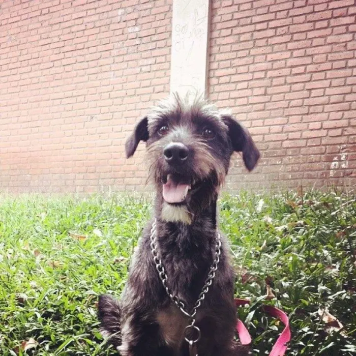 Cachorro ra a Vira-Lata idade 4 anos nome Akira