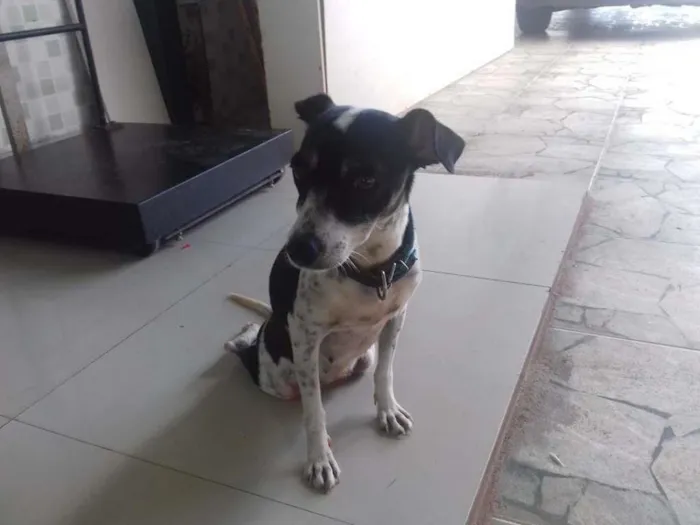 Cachorro ra a  idade 3 anos nome Severina