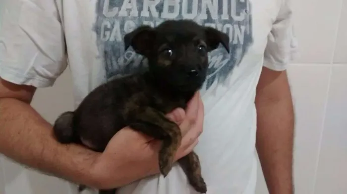 Cachorro raça SRD idade 2 a 6 meses nome Bola