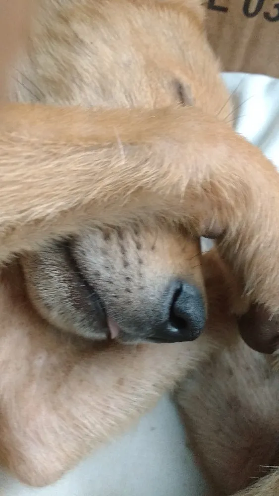 Cachorro raça SRD idade 2 a 6 meses nome Sem nome