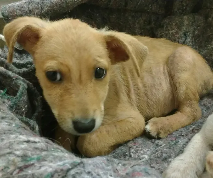 Cachorro ra a srd idade 2 a 6 meses nome Miguelito